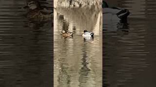 ANADE REAL PATOS EN LIBERTAD [upl. by Lesly]