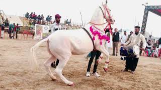 horse dance white in hanumangarh show 2024 5007 [upl. by Anilosi]