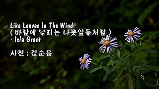 Like Leaves In The Wind바람에 날리는 나뭇잎들처럼Isla Grant amp 사진  김순용 [upl. by Llemaj122]