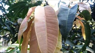 Mango Tree  Mangifera indica  Evergreen Fruit Tree [upl. by Stargell]