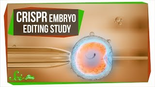 What the CRISPR Embryo Editing Study Really Taught Us [upl. by Ahtel]