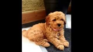 Hazel an 8 week old Apricot Maltipoo Puppy [upl. by Benzel]