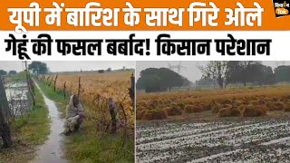 Heavy Rain  Hailstorm in UP Auraiya में बारिश के गेहूं की फसल खराब किसान परेशान  Kisan Tak [upl. by Enala]