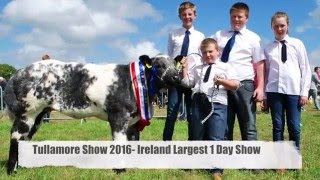 Belgian Blue International 2016 [upl. by Reivaj619]