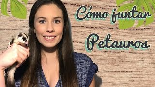 Como hacer la introducción juntar petaurossugar glider [upl. by Aretina411]