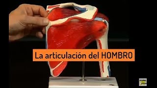 Articulación del HOMBRO  Anatomía [upl. by Portingale]