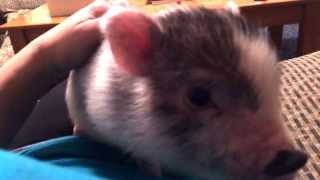 Pot belly baby mini pig gets on mommys lap [upl. by Saville]