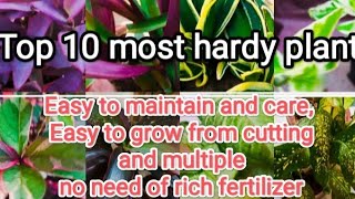 Top 10 most hardy plant 🤩🤩ll Easy to maintain  Easy to grow from cutting  no need of fertilizer [upl. by Kannav]