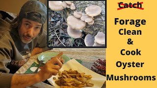 Forage Clean amp Cook Oyster Mushrooms [upl. by Aneen88]