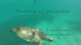 Best  Snorkeling In Coral Gardens Providenciales [upl. by Lienaj]