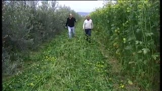 Cortijo el Puerto agricultura ecológica de precisión en Lora del Río Sevilla [upl. by Alyad]