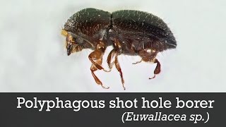 Polyphagous Shot Hole Borer ID [upl. by Kurtz]