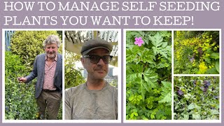 How to manage annual self seeding plants in your garden keep your eye on them [upl. by Schwarz390]