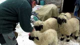 Zermatt Switzerland Sheep Farm 2 [upl. by Alenas232]