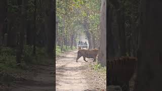 Pilibhit tiger reserve safari 8923293506 [upl. by Iddo]