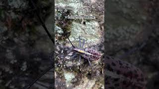 Macrochenus tigrinus… beetle sikkim youtube youtubeshorts shots nature videos videoshort [upl. by Hailat]