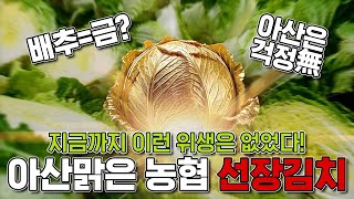 배추가 금값이지만 학생과 직장인에게 K김치를 먹여야 한다  선도농협의 역대급 위생 KFOOD 대표선수 Korean Kimch [upl. by Kowtko]