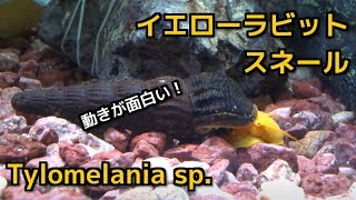 イエローラビットスネール Tylomelania sp【貝】 [upl. by Nilesoy]