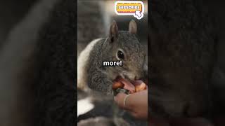 Talking Squirrels the Ultimate Outdoor [upl. by Thornburg]