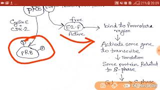 Control of cell cycle  cyclin  CDK APC  SCF P53 ATM ATR [upl. by Lowson]