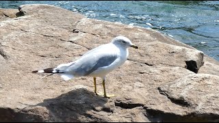 Ringbilled Gull at Niagara River [upl. by Naro]