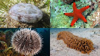 Echinoderms 101 Sea Stars Sea Urchins Sea Cucumbers and More [upl. by Moureaux]