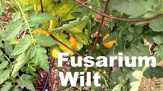 Fusarium Wilt on Tomatoes How I Handled it and One Tip [upl. by Farrow]