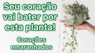 Corações Emaranhados  Ceropegia woodii Uma planta encantadora [upl. by Gillmore629]