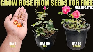 How To Grow Rose From Seed  SEED TO FLOWER [upl. by Anisamot]