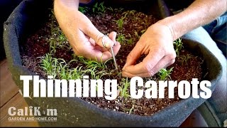 Carrot Growing TIp Thinning Container Seedlings for Better Harvest Growing Your Fall Garden EXTRA [upl. by Ninetta646]