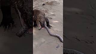 Komodo dragons Eat amp Swallow Moray Eel [upl. by Braca]