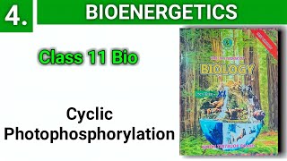 Cyclic Photophosphorylation  Bioenergetics  class 11 bio [upl. by Randolph]