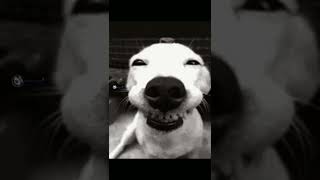 Dog Laughing Meme 😂 ytshorts shorts memes [upl. by Evelyn]