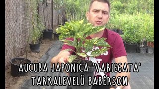 Aucuba japonica Variegata  Tarkalevelű babérsom [upl. by Rehtse]