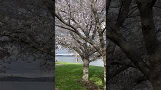 Claytor Lake waking up and blooming lake blossom nature spring virginia love flowers [upl. by Gregoor]