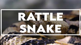 RATTLE SNAKE SOUND EFFECTS  SFX LIBRARY  NO COPYRIGHT MUSIC [upl. by Aran760]