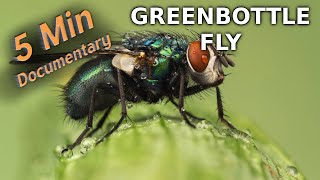 Greenbottle Fly  5 Minute Documentary [upl. by Moise]