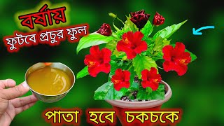 বর্ষায় ফুটবে অজস্র ফুল জবা গাছে পাতা হবে চকচকে ১ বার দিন  নার্সারি সিক্রেট সার  Jaba gache sar [upl. by Nileuqcaj428]