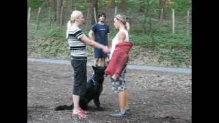 Groenendael female Negra Suny Days personal protection trainning 1 [upl. by Bekelja87]