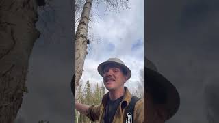 Why do lumberjacks wear hard hats [upl. by Jolene]