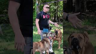 Cane Corso vs Boerboel Whats the Difference [upl. by Alyad214]