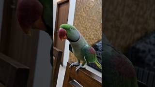 Parrot Pablo ki Funny Roti shorts youtubeshorts funny parrot [upl. by Anoiek517]