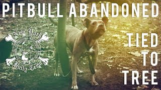 New York Bully Crew  Pitbull Abandoned Tied To Tree for Days [upl. by Terrill682]