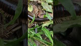 Giant Millipede 🐛🌿 Found a gentle giant today [upl. by Edny362]