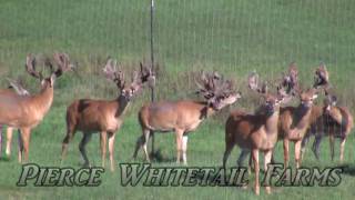 Pierce Whitetails Farms Trophy Bucks  2009 Part 1 [upl. by Dunkin]