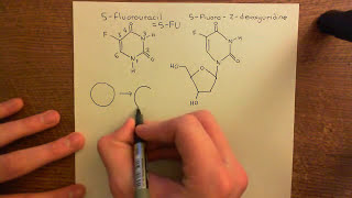 Thymidylate Synthase Inhibitors Part 4 [upl. by Ehtiaf993]