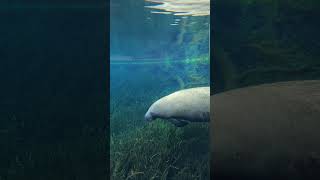 Florida Manatee Swimming In Fresh Water Spring floridasprings manatees [upl. by Petra653]