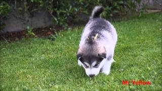 Alaskan Malamutes 4 weeks old [upl. by Aillil276]