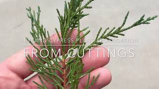 Leyland Cypress Plant Propagation From Cuttings [upl. by Schaffer]