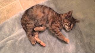 Kitten Rescue Cerebellar Hypoplasia [upl. by Jocko]